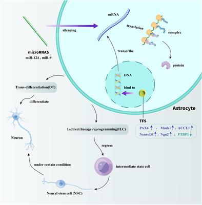 Astrocyte Reprogramming in Stroke: Opportunities and Challenges